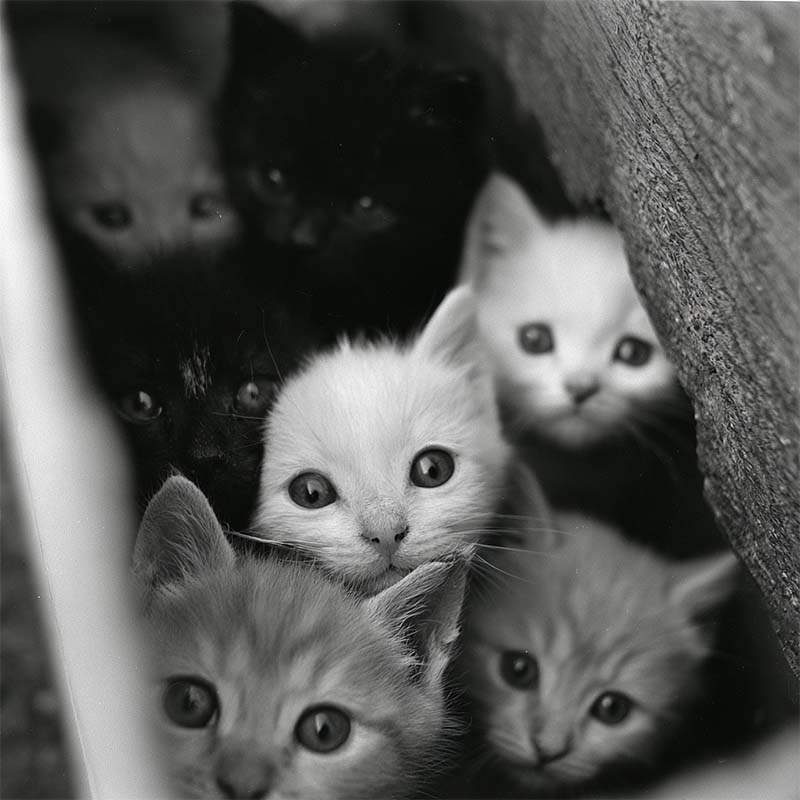 The Hidden Litter